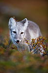 BB 13 0148 / Vulpes lagopus / Fjellrev